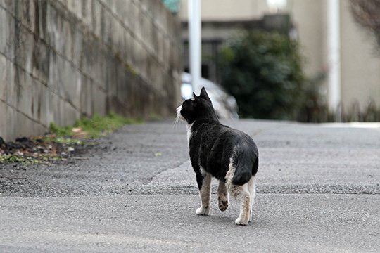 太田区のねこ