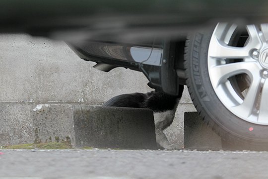 太田区のねこ