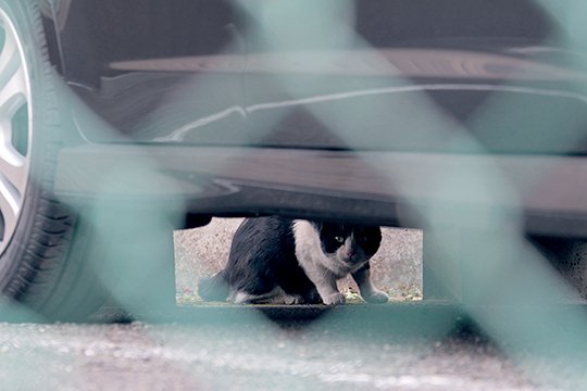 太田区のねこ