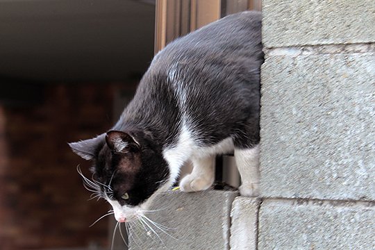 太田区のねこ
