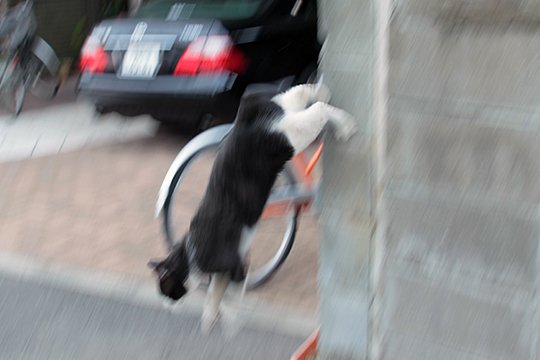 太田区のねこ