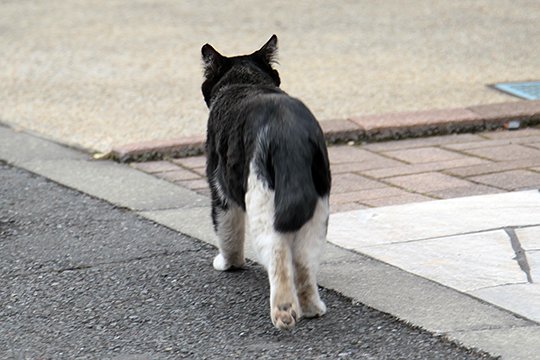 太田区のねこ
