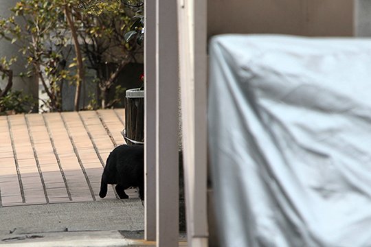 太田区のねこ