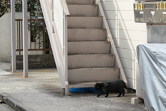 太田区のねこ