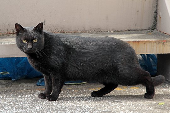 太田区のねこ