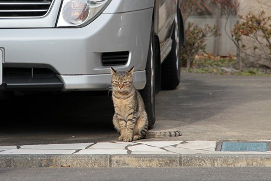 太田区のねこ