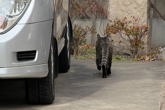 太田区のねこ