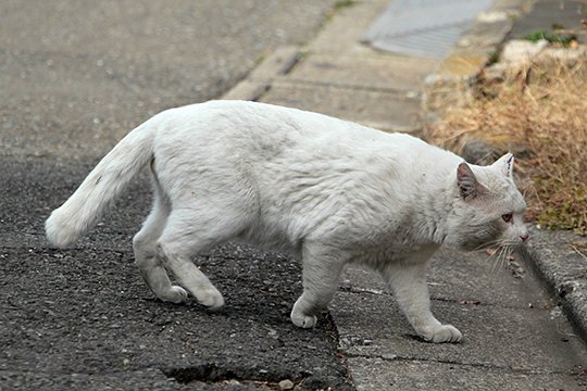 太田区のねこ