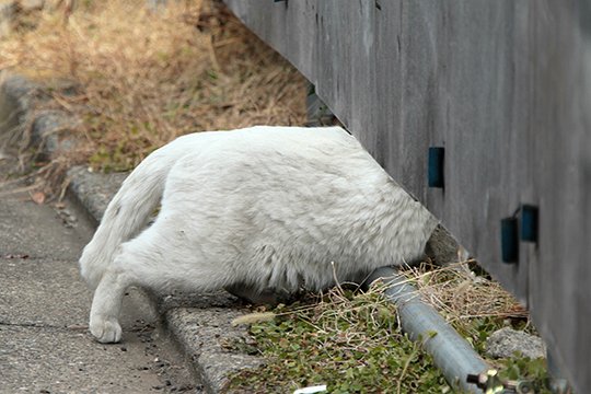 太田区のねこ