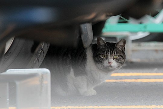 太田区のねこ