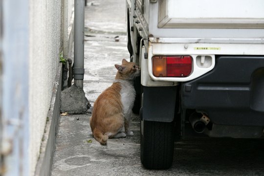 太田区のねこ