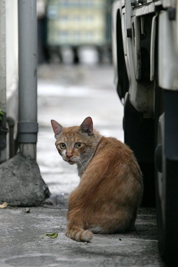 太田区のねこ