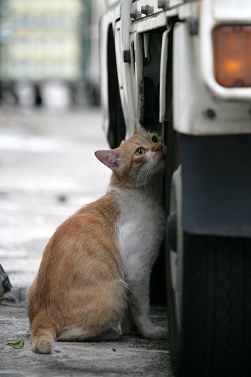 太田区のねこ