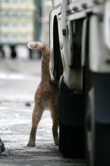 太田区のねこ