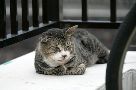 太田区のねこ