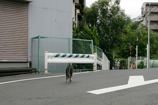 太田区のねこ