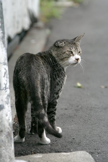 太田区のねこ