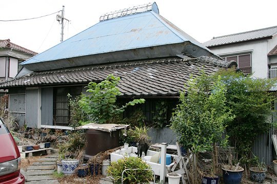 太田区のねこ