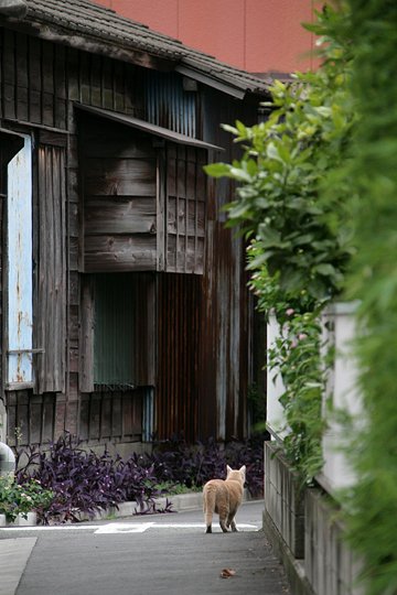 太田区のねこ