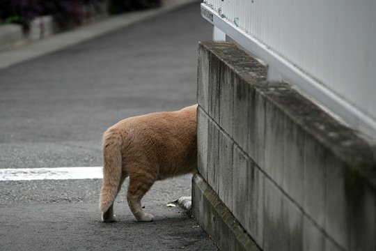 太田区のねこ