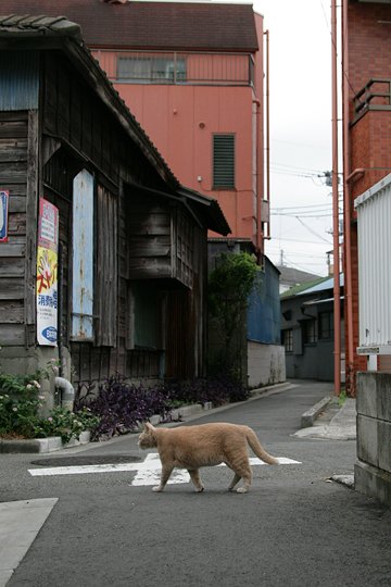 太田区のねこ