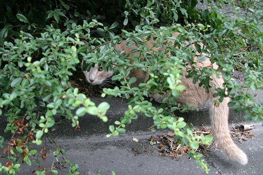 太田区のねこ