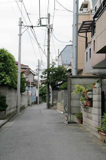 太田区のねこ
