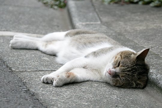太田区のねこ