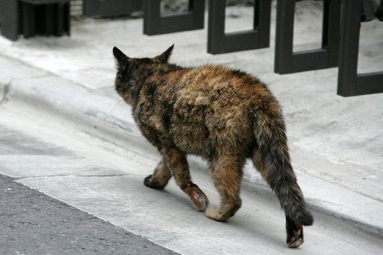 太田区のねこ