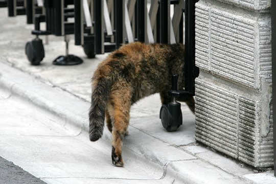 太田区のねこ