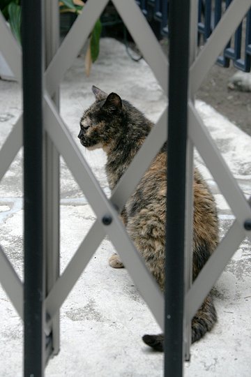 太田区のねこ