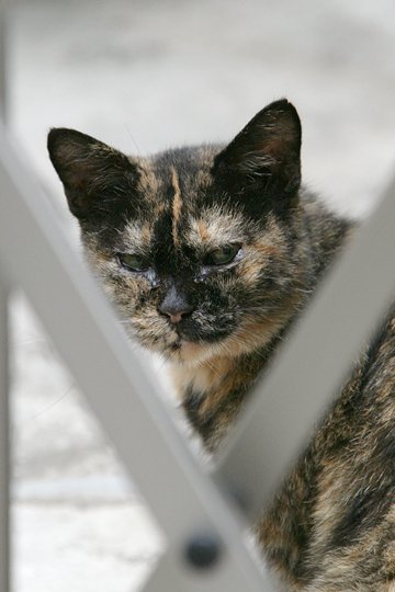 太田区のねこ