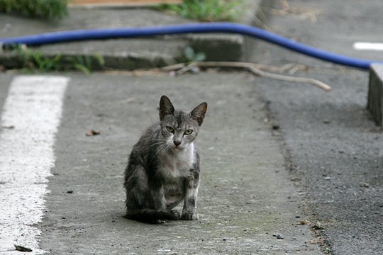 太田区のねこ