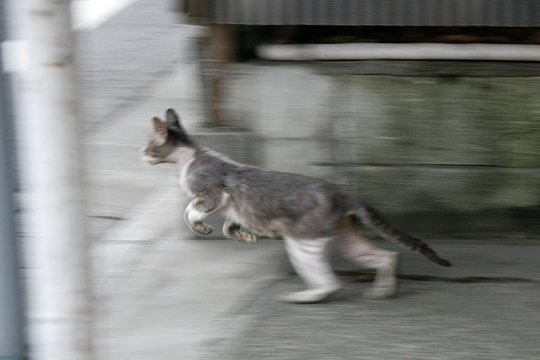 太田区のねこ