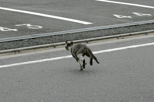 太田区のねこ
