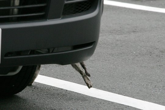 太田区のねこ