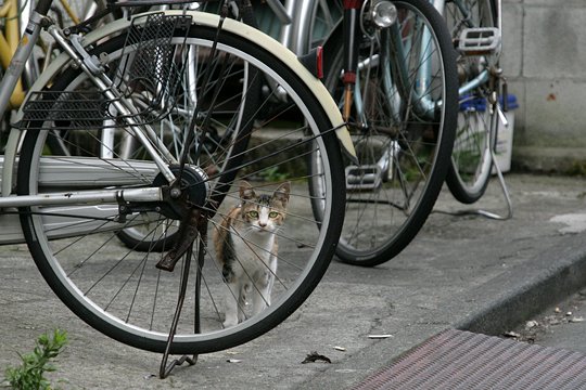 太田区のねこ
