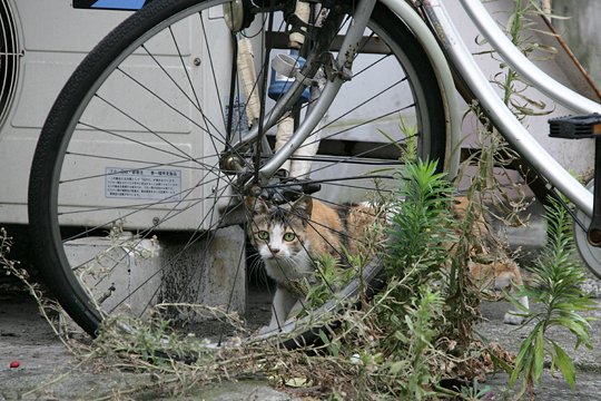 太田区のねこ