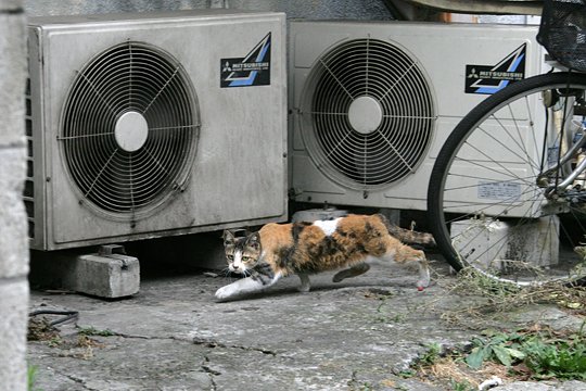 太田区のねこ