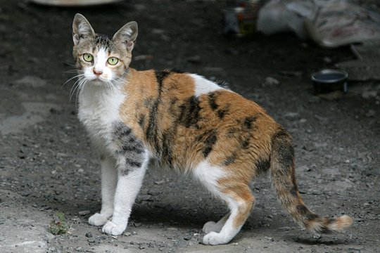 太田区のねこ