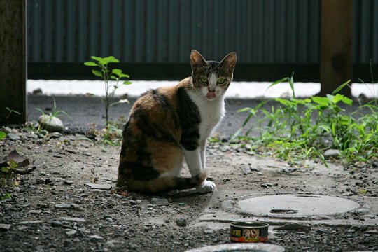 太田区のねこ