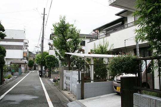 太田区のねこ