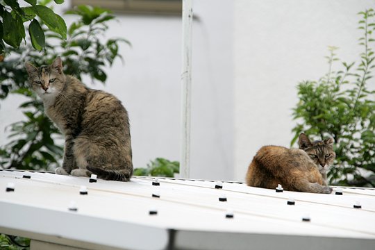 太田区のねこ