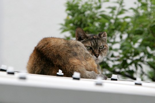 太田区のねこ
