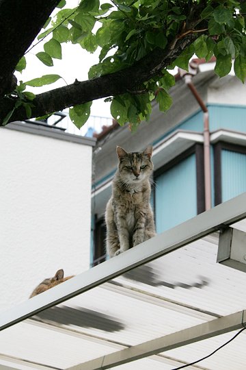 太田区のねこ