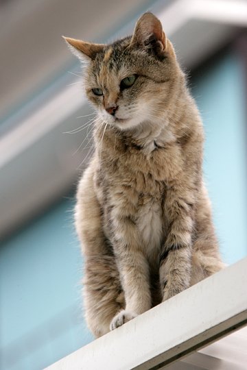 太田区のねこ