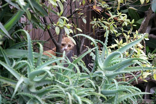 太田区のねこ