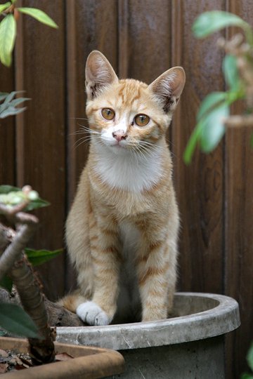 太田区のねこ