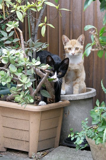 太田区のねこ