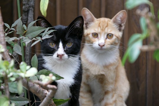 太田区のねこ